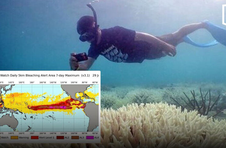 Purple alert as rising sea temperatures signal imminent coral bleaching crisis Purple alert as rising sea temperatures signal imminent coral bleaching crisis