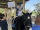 Teen equestrian champion brings AI to hippotherapy for disabled children PAAAAA1BMVEWurq51dlI4AAAAAXRSTlMmkutdmwAAAA5JREFUKM9jGAWjYJABAAKUAAHoEAeuAAAAAElFTkSuQmCC