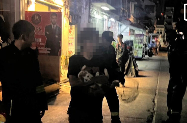 Bangkok firefighters rescue fat cat afraid of heights Bangkok firefighters rescue fat cat afraid of heights