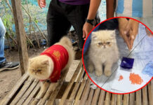 Viral ginger cat ‘promoted’ from four-legged witness to officer Viral ginger cat 'promoted' from four-legged witness to officer
