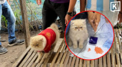 Viral ginger cat ‘promoted' from four-legged witness to officer