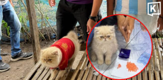 Viral ginger cat ‘promoted’ from four-legged witness to officer Viral ginger cat 'promoted' from four-legged witness to officer