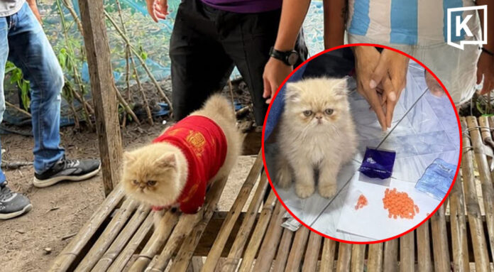 ginger_headline_0 Viral ginger cat 'promoted' from four-legged witness to officer