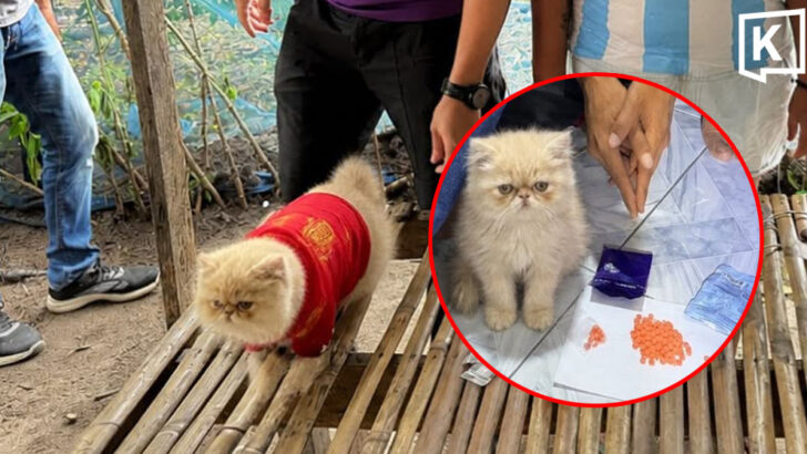 Viral ginger cat ‘promoted’ from four-legged witness to officer