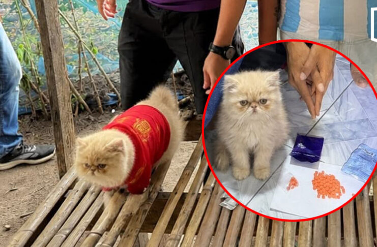 Viral ginger cat ‘promoted’ from four-legged witness to officer Viral ginger cat 'promoted' from four-legged witness to officer