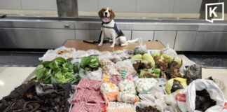 US K9 “Maisy” finds 7kg Bengal monitor in Thai luggage US K9 “Maisy” finds 7kg Bengal monitor in Thai luggage