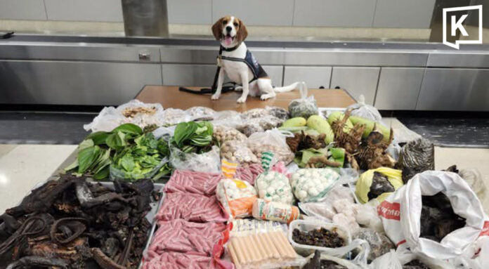 maisy_headline_0 US K9 “Maisy” finds 7kg Bengal monitor in Thai luggage