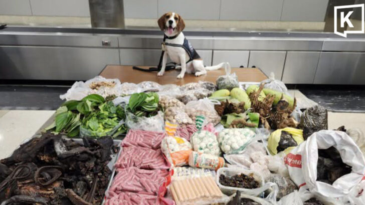 US K9 “Maisy” finds 7kg Bengal monitor in Thai luggage