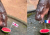 Moo Deng picks France and England for World Cup final Moo Deng picks France and England for World Cup final