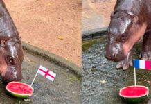 Moo Deng picks France and England for World Cup final Moo Deng picks France and England for World Cup final