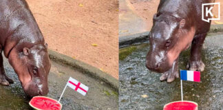 Moo Deng picks France and England for World Cup final Moo Deng picks France and England for World Cup final