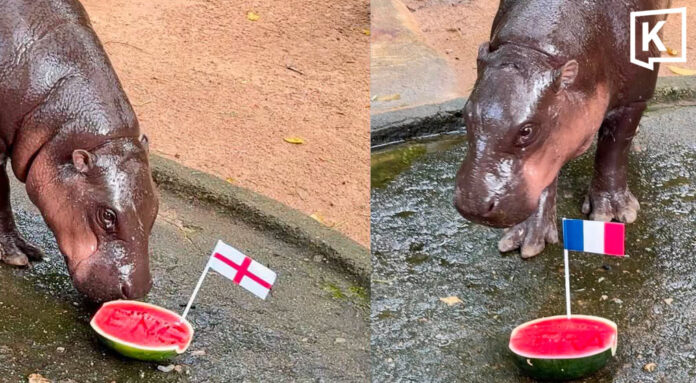 moodeng_headline_0 Moo Deng picks France and England for World Cup final