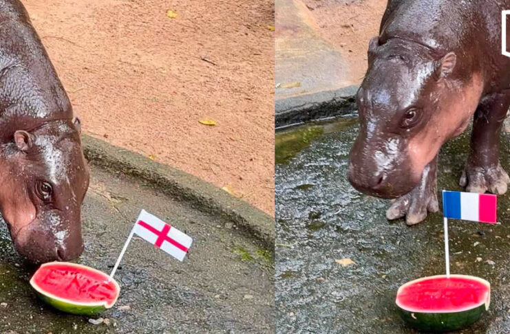 Moo Deng picks France and England for World Cup final Moo Deng picks France and England for World Cup final