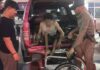 Cambodian beggars detained in Pattaya crackdown after viral child-begging video
