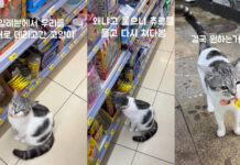 Clever Phi Phi cat charms tourists into buying treats Clever Phi Phi cat charms tourists into buying treats