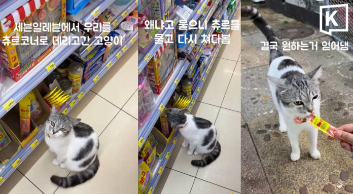 phiphi_headline_0 Clever Phi Phi cat charms tourists into buying treats