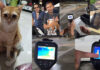 Search for missing disabled cat intensifies at Chumphon Station Search for missing disabled cat intensifies at Chumphon Station