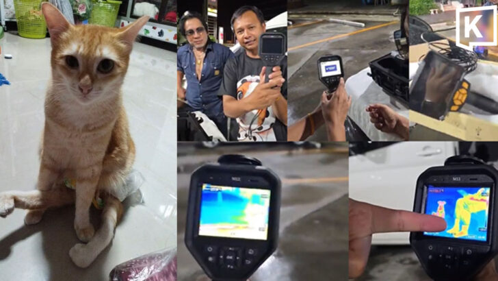 Search for missing disabled cat intensifies at Chumphon Station