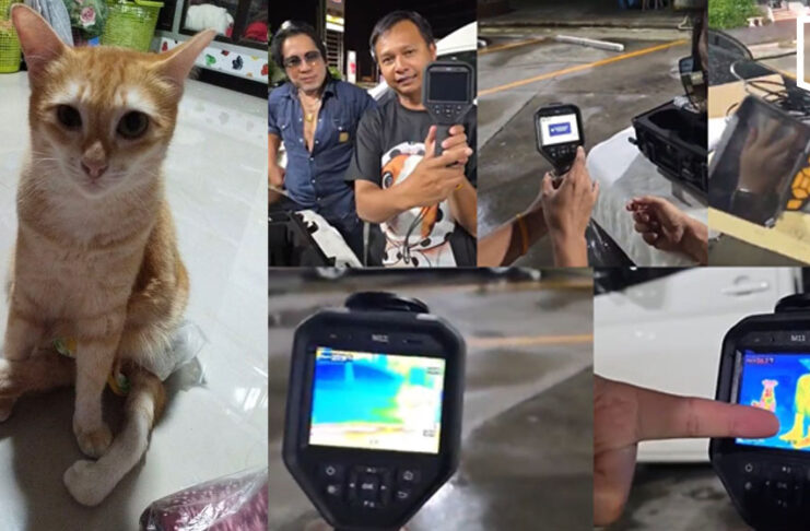 Search for missing disabled cat intensifies at Chumphon Station Search for missing disabled cat intensifies at Chumphon Station
