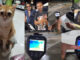 Search for missing disabled cat intensifies at Chumphon Station Search for missing disabled cat intensifies at Chumphon Station