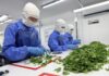 “From Farms to Space” CPF supports Chai Charoen Fresh in elevating Thai Holy Basil from backyard gardens to space standards