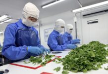 “From Farms to Space” CPF supports Chai Charoen Fresh in elevating Thai Holy Basil from backyard gardens to space standards
