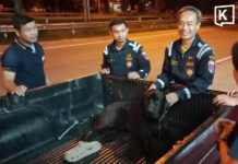 CCTV captures dog dragged along Lampang road