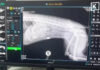 Dog survives surgery after being shot by neighbour in Kamphaeng Phet