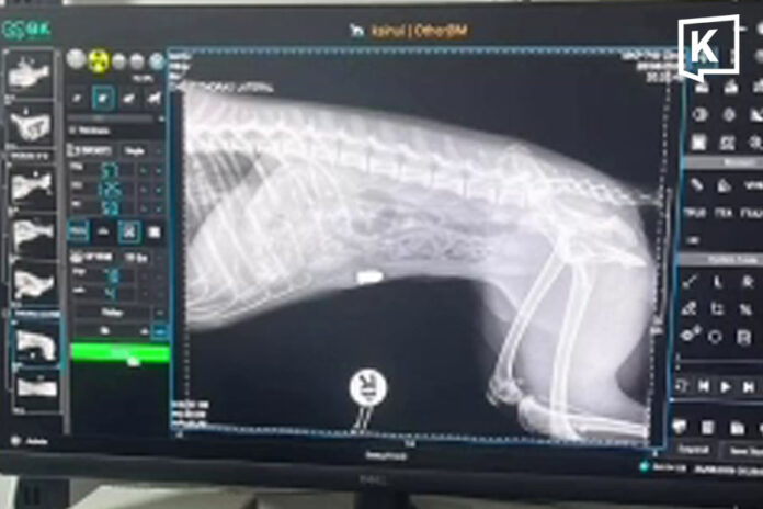 X-ray of dog shot in Kamphaeng Phet