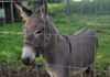 3 injured after donkey jumps into a van, kicking and biting, in northern Germany