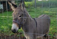 3 injured after donkey jumps into a van, kicking and biting, in northern Germany