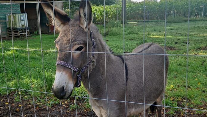 Germany Aggressive Donkey