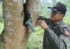 Anti-tank explosive round found lodged in a tree in Buriram forest; EOD team clears area Anti-tank explosive round found lodged in a tree in Buriram forest; EOD team clears area