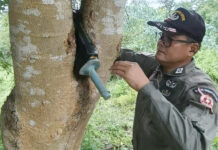 Anti-tank explosive round found lodged in a tree in Buriram forest; EOD team clears area Anti-tank explosive round found lodged in a tree in Buriram forest; EOD team clears area
