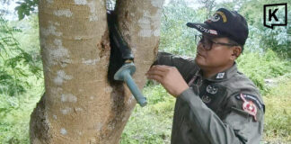 Anti-tank explosive round found lodged in a tree in Buriram forest; EOD team clears area Anti-tank explosive round found lodged in a tree in Buriram forest; EOD team clears area