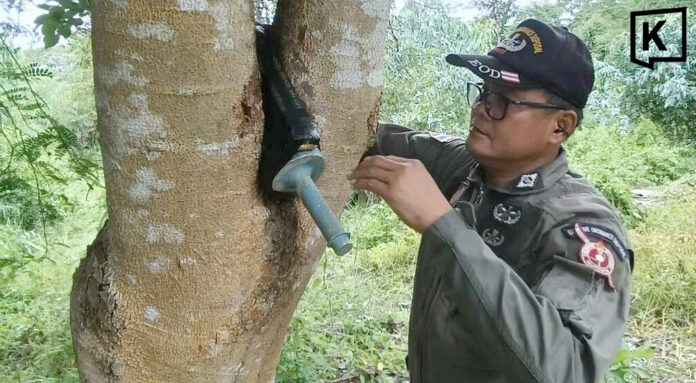 Anti-tank explosive round found lodged in a tree in Buriram forest; EOD team clears area Anti-tank explosive round found lodged in a tree in Buriram forest; EOD team clears area