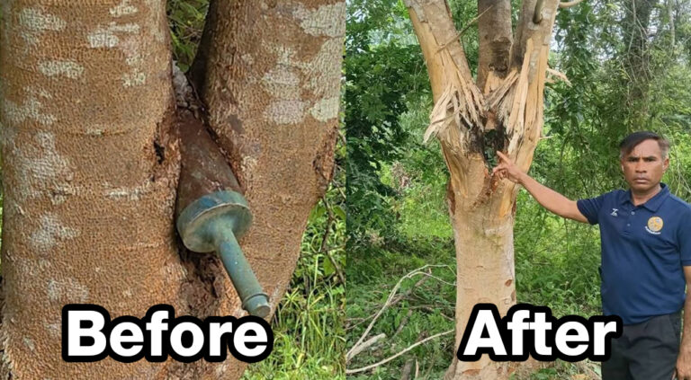 Anti tank explosive round found lodged in a tree in Buriram forest EOD team clears area bfat