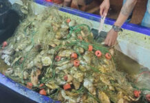 Invasive blackchin tilapia caught in large numbers off Chonburi coast Invasive blackchin tilapia caught in large numbers off Chonburi coast
