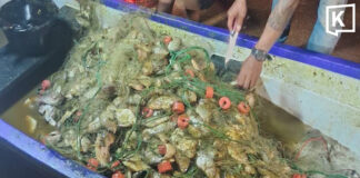 Invasive blackchin tilapia caught in large numbers off Chonburi coast Invasive blackchin tilapia caught in large numbers off Chonburi coast