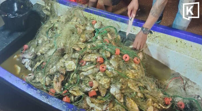 Invasive blackchin tilapia caught in large numbers off Chonburi coast Invasive blackchin tilapia caught in large numbers off Chonburi coast