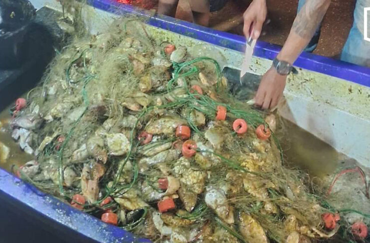 Invasive blackchin tilapia caught in large numbers off Chonburi coast Invasive blackchin tilapia caught in large numbers off Chonburi coast
