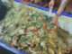 Invasive blackchin tilapia caught in large numbers off Chonburi coast Invasive blackchin tilapia caught in large numbers off Chonburi coast
