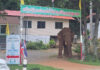 Khao Yai wild elephant visits monastery ahead of Kathin event Khao Yai wild elephant visits monastery ahead of Kathin event