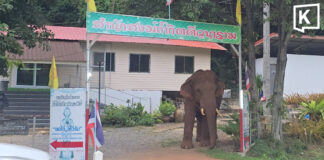 Khao Yai wild elephant visits monastery ahead of Kathin event Khao Yai wild elephant visits monastery ahead of Kathin event