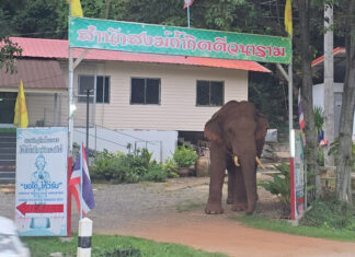 Khao Yai wild elephant visits monastery ahead of Kathin event Khao Yai wild elephant visits monastery ahead of Kathin event