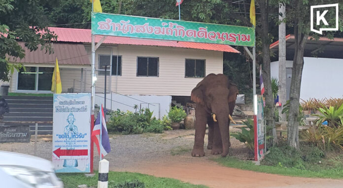 Khao Yai wild elephant visits monastery ahead of Kathin event
