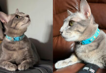 Owner offers 50,000 baht reward to find missing cat in Chiang Mai Owner offers 50,000 baht reward to find missing cat in Chiang Mai