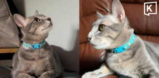 Owner offers 50,000 baht reward to find missing cat in Chiang Mai Owner offers 50,000 baht reward to find missing cat in Chiang Mai