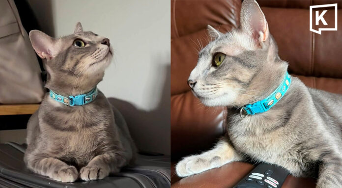 Owner offers 50,000 baht reward to find missing cat in Chiang Mai Owner offers 50,000 baht reward to find missing cat in Chiang Mai