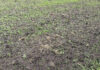 Super El Niño drought forces Korat farmers to replant rice Super El Niño drought forces Korat farmers to replant rice